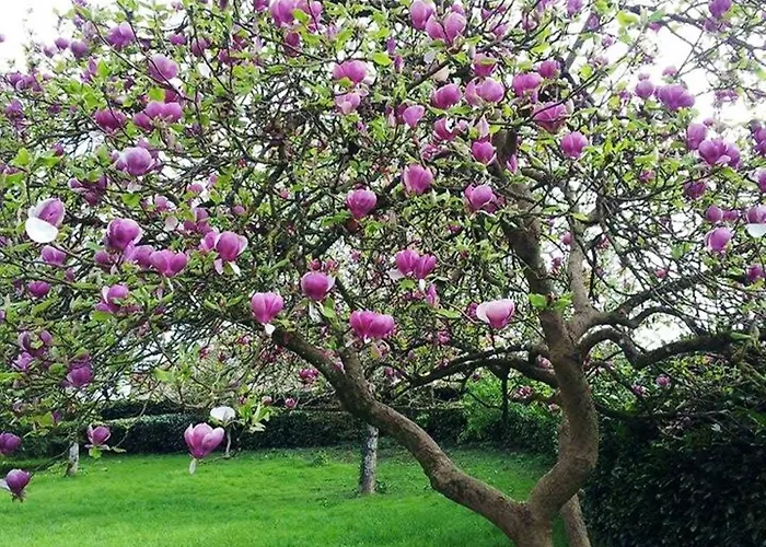 La Brijopa Сasa de vacaciones *